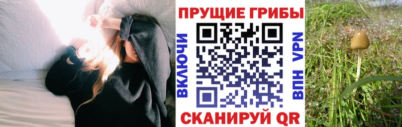Галлюциногенные грибы Psilocybe  Тайга 